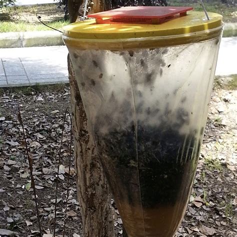 Купить Ловушка, приманка для насекомых, мухи, ловушка для мух, наживка ...