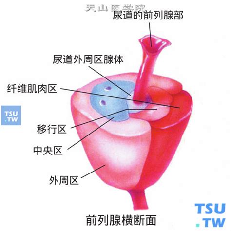 附图 前列腺的解剖结构 泌尿系统 天山医学院