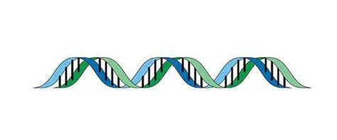 Difference Between Introns and Exons (with Comparison Chart) - Bio ...