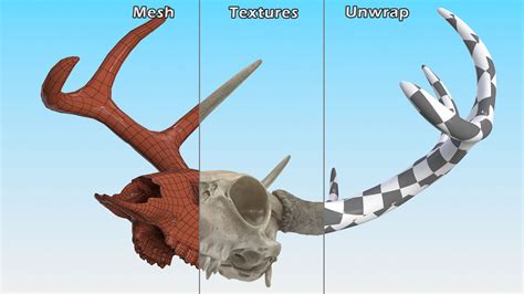 Deer Skull With Antlers 3d Model 49 3ds Blend C4d Fbx Max Ma Lxo Obj Free3d