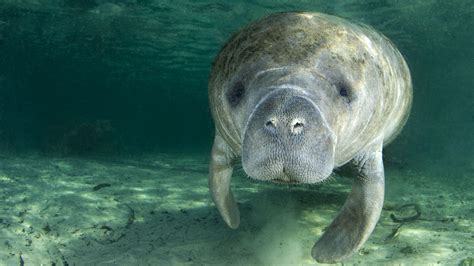 Manatee Wallpapers Top Free Manatee Backgrounds Wallpaperaccess