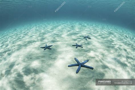 Starfish On Shallow Sandy Seafloor Natural Light Sunny Stock Photo