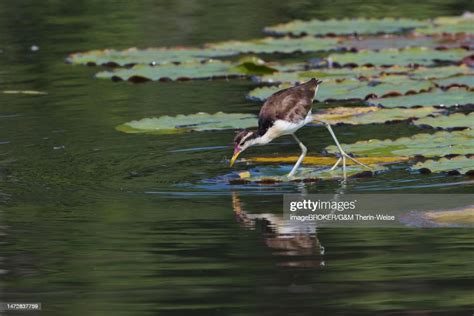 Juvenile Wattled Jacana Walking On Waterlilies Leaves Manu National