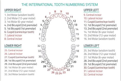 Adult Teeth Chart | Pre-Designed Illustrator Graphics ~ Creative Market