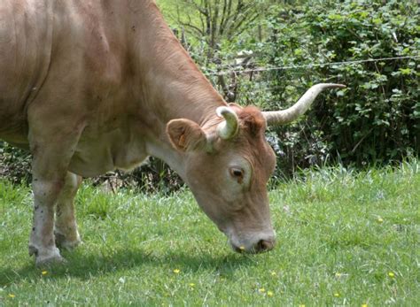 La Blonde DAquitaine 4 Ferme Bexka