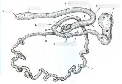 Dog Large Intestine Diagram Quizlet