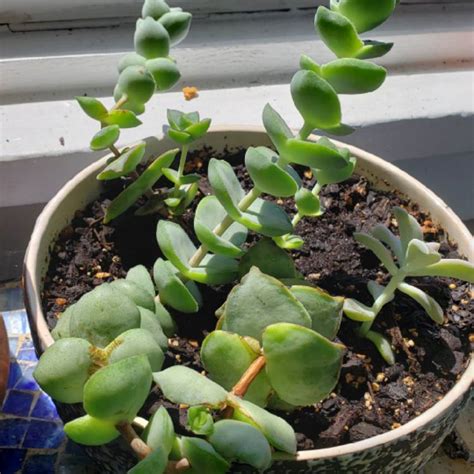 Crassula Rupestris Subsp Marnieriana Jade Necklace Uploaded By