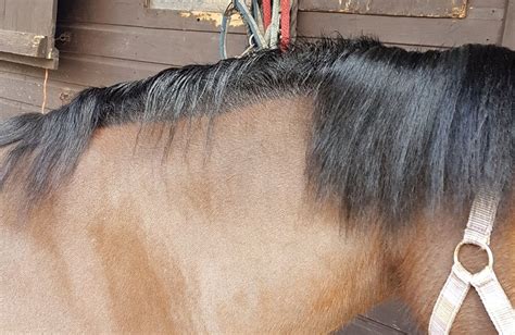 9 Steps To Growing Your Horses Mane Back After Winter Mane Loss