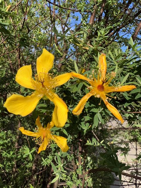 Hypericum revolutum PAB 3867 | Pan Global Plants