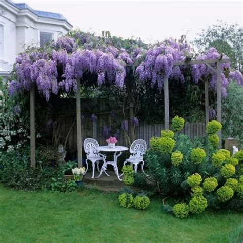 Wearefound Resources And Information Wisteria Plant