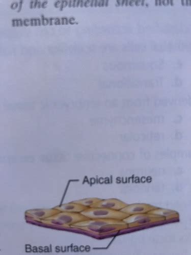 Lab Quiz 2 Epithelial Tissues Flashcards Quizlet