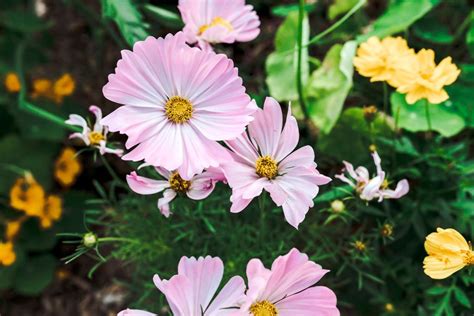 9 Best Flowers For The Vegetable Garden