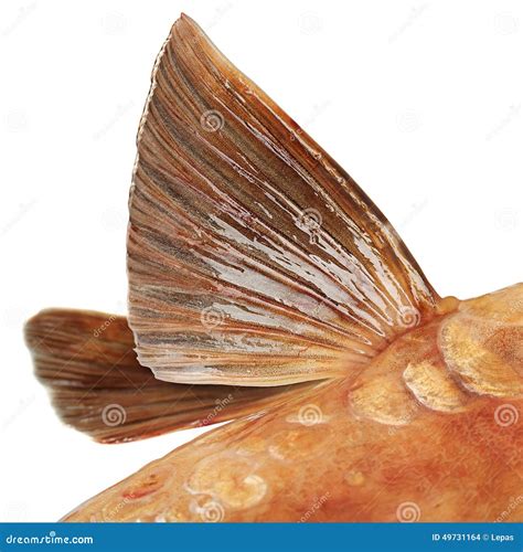 Mirror carp fish flipper stock photo. Image of seafood - 49731164