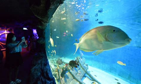 Traveling Through Thailand S Underwater Tunnel Global Times