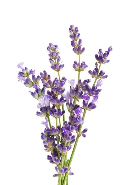 Flores De Lavanda Aisladas Sobre Fondo Blanco Foto Premium