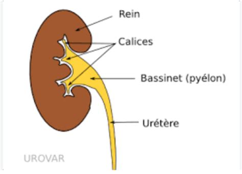 Item Lithiases Urinaires Cartes Quizlet