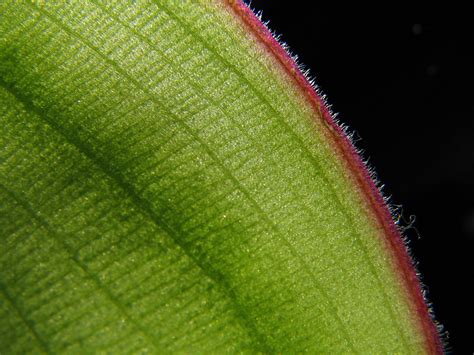 Costus spectabilis - TROPICAL LOOKING PLANTS - Other Than Palms - PalmTalk