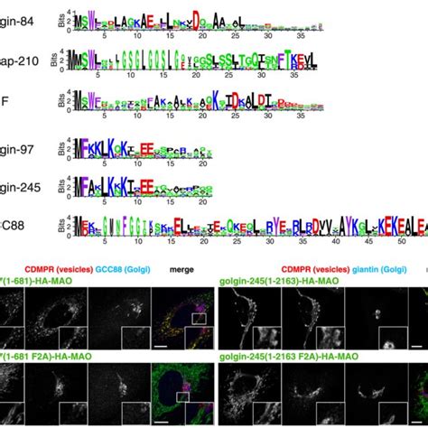 Summary Of Vesicle Capture By Golgins A Summary Of The Vesicle Capture