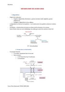 Catabolisme Des Acides Gras
