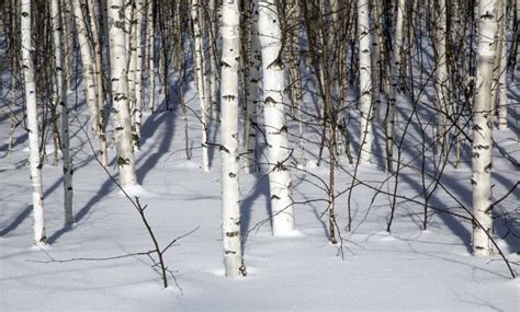 Birch Forest in Winter in Black and White Stock Image - Image of beauty ...