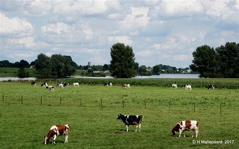 Hollands Plaatje Omgeving Bokhoven Dit Flickr