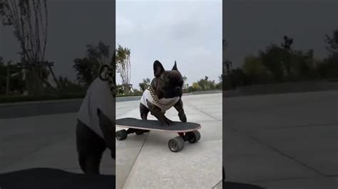 Dog Pug Skating Outclass Youtube