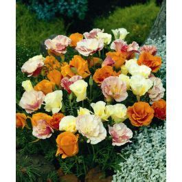 The Twister California Poppy Mixture John Scheepers Kitchen Garden Seeds