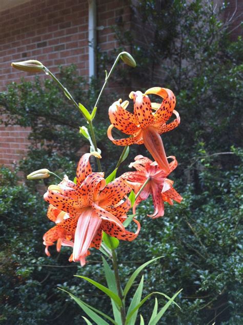 Double Tiger Lily Summer Garden Pics 7152010 Various Pl Flickr