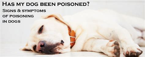 Has my dog been poisoned? Signs & symptoms of poisoning in dogs by DR ...