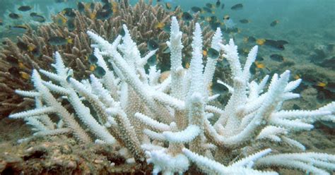 Coral Sex How Lab Reproduction Could Restore Wild Reefs