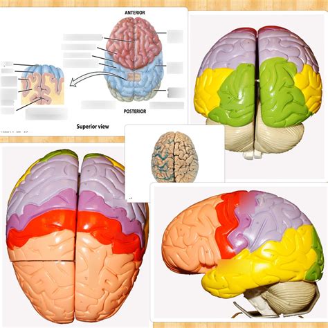 cerebrum Diagram | Quizlet