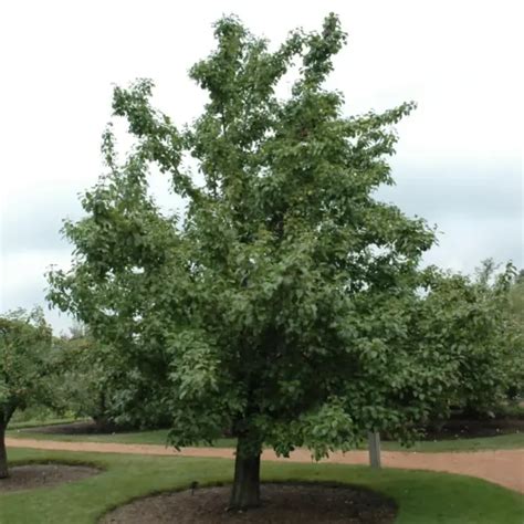 20th Century Asian Pear | Platt Hill Nursery