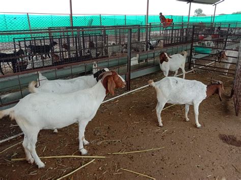 Male White Boer Goat 10 Years 25 70 Kg Rs 800 Piece Darekar Foods