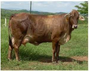 7. Most used cattle breeds within the study area: bos indicus (a, b, c,... | Download Scientific ...