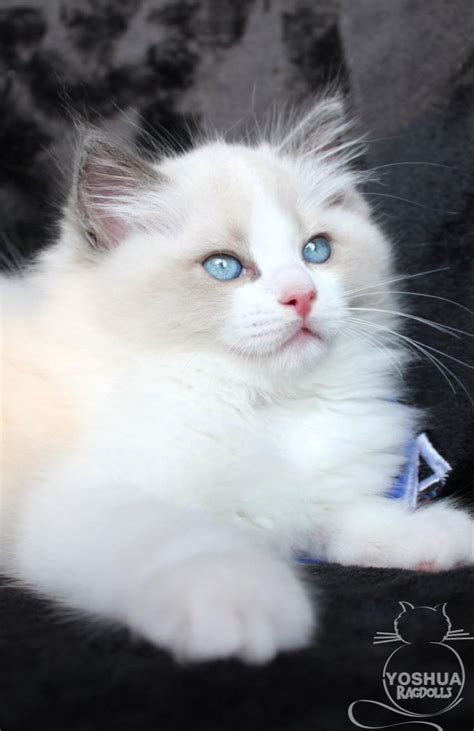 Yo Soy Ragdoll Blue Bicolor Gatos Bonitos Gatos Animal Doméstico