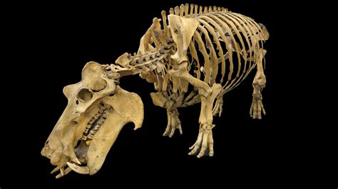 Hippo Skeleton