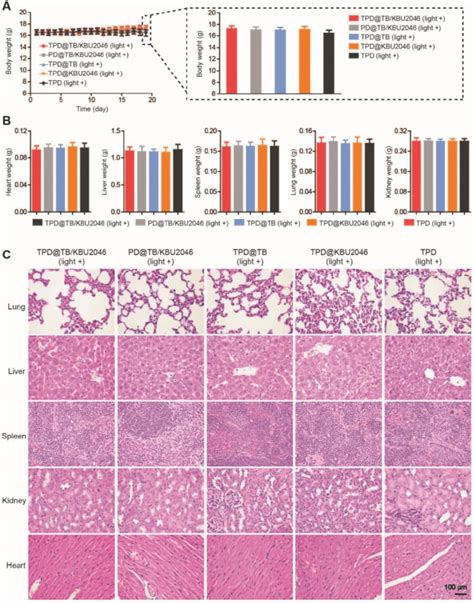 A The Body Weight Of SKOV 3 Tumor Bearing Mice Treated With