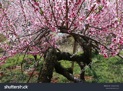 Bucheonsi Gyeonggido South Korea April Stock Photo