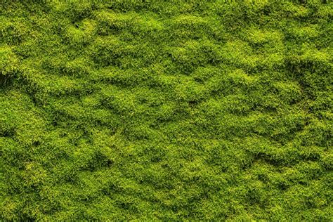 Best Moss Killer for Lawns - Garden Shed Reviews