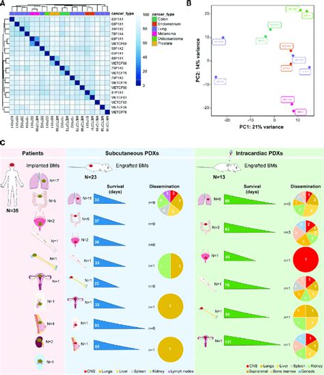 Transcriptional profiling and pattern of dissemination of... | Download ... 