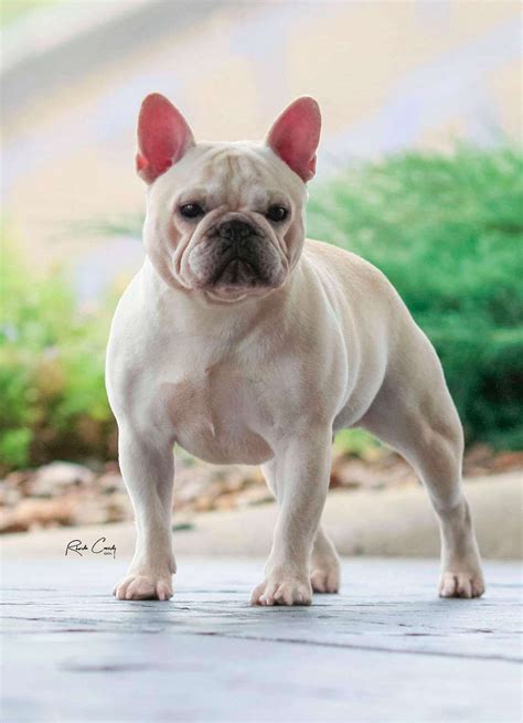 Male French Bulldog - Premium Male Frenchie Breeding
