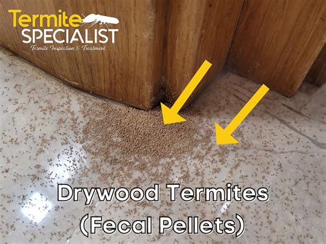 House Termites Guide For How To Identify Prevent And Treat