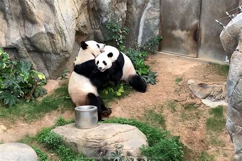 Pandas mate for the 1st time in 10 years after zoo closes to public ...