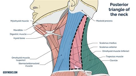 Neck Muscles Anterior Triangle