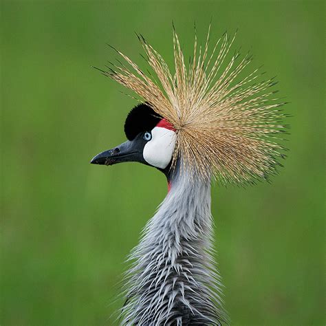 Crowned Crane Portrait | Sean Crane Photography