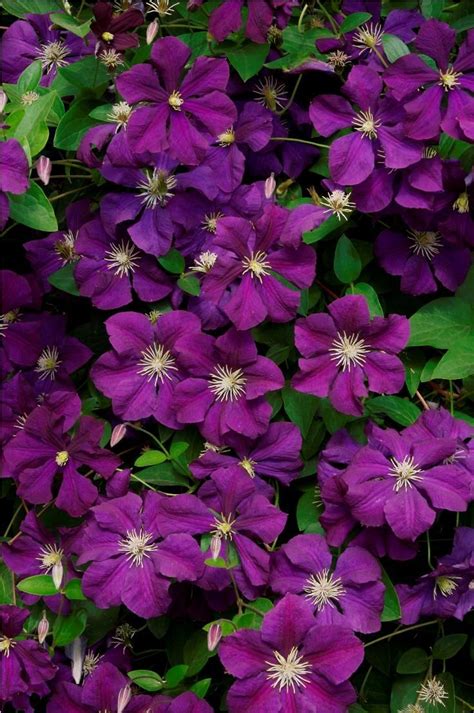 top  tips  growing gorgeous clematis vines artofit