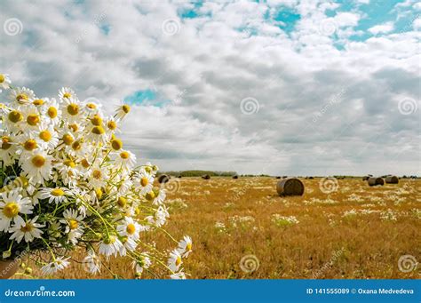 A Bouquet Of Wild Daisies On The Background Of A Rural Landscape With