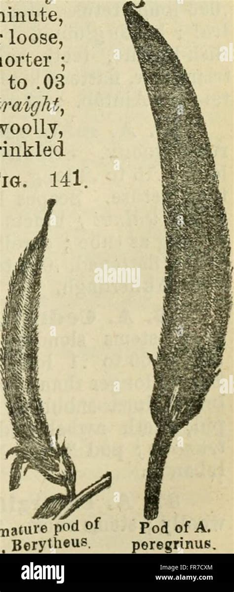 detailed study   flora  syria palestine  sinai covering