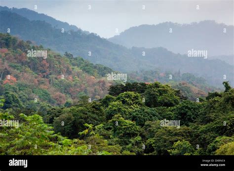 Forest in the Northern Range Mountains, Trinidad - view from the Asa Wright Centre Stock Photo ...