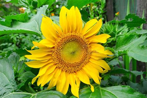 Sunflowers in bed stock photo. Image of flower, clip - 59828412